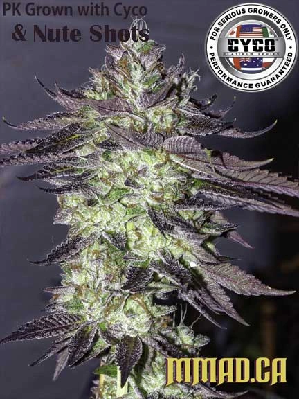 Mmad hydroponics Medical Marijuana Bud Pic