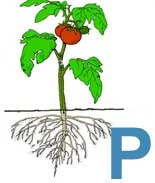 Phophorus