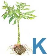 Potassium