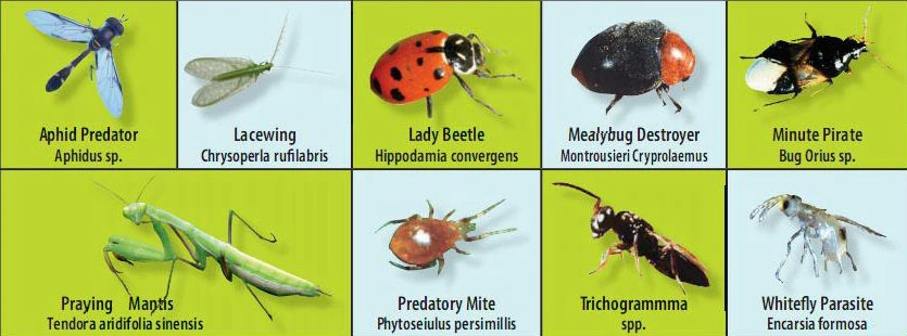beneficial insects