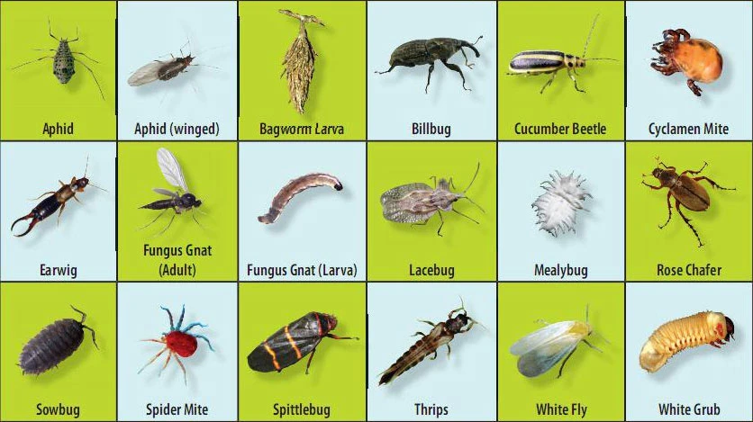 destructive insects