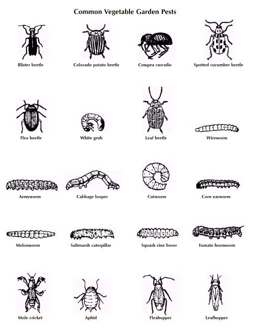 Garden Insects @ MMAD Hydroponics