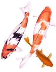 Koi Fish