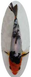 Koi Fish - Pond Supplies