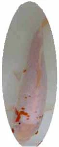 POND SUPPLIES - KOI FISH