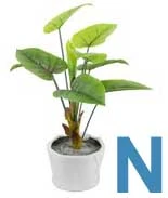 Nitrogen